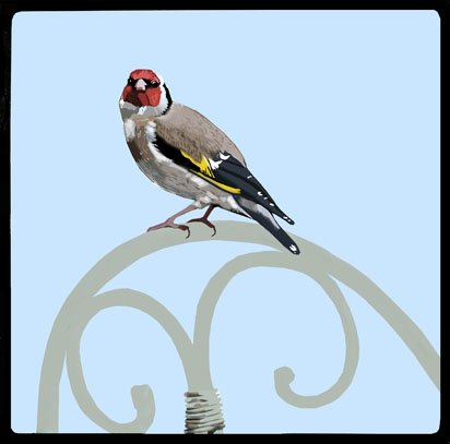 Goldfinch